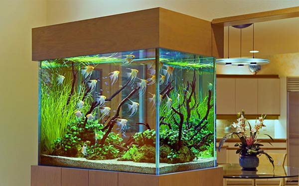 Дизайн аквариумов в Одессе
