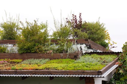 Озеленение крыш в Одессе