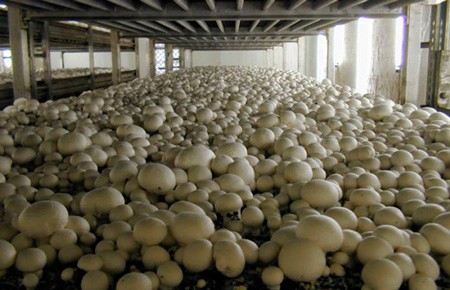 Система туманообразования для выращивания грибов